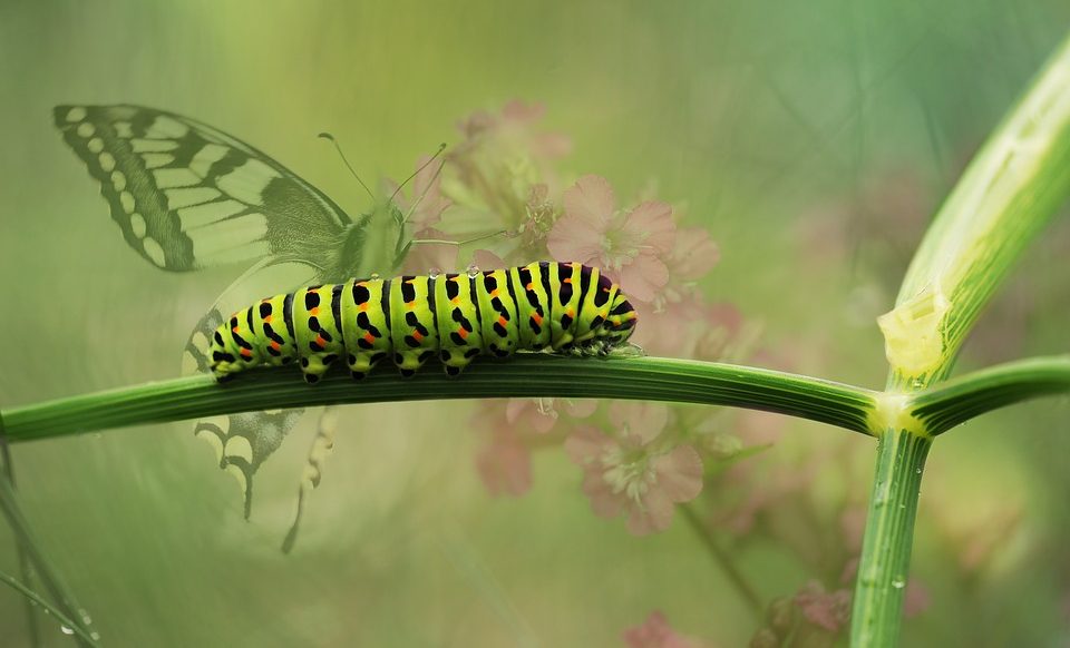 butterflydovetail-1548465_960_720